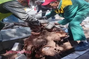 شهرداری درخت