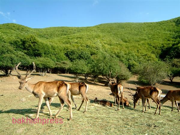 معاون محیط طبیعی اداره کل حفاظت محیط زیست آذربایجان شرقی از اجرای طرح ممنوعیت ورود به مناطق حفاظت شده این استان تا اواخر خرداد خبر داد.