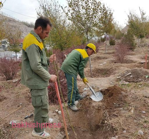 کاشت ۴۰ هزار نهال در محل دفن پسماند کلان شهر تبریز