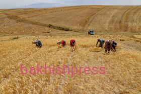 برداشت گندم در شهرستان اهر