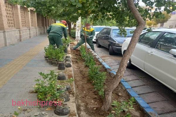 کاشت 40 هزار ارقام ردیفی شمشادو برگ نو در محدوده مرکزی شهر