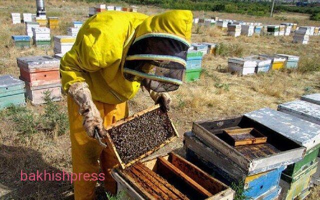 رکوردشکنی آذربایجان‌شرقی در تولید عسل