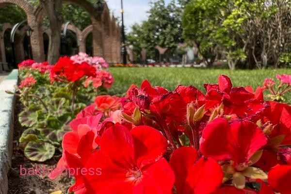جلوه گری زیبای بافت تاریخی شهر با شکوفایی گلهای تابستانی