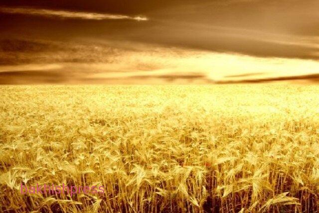 آغاز برداشت گندم از ۸ هزار هکتار زمین در شهرستان خداآفرین