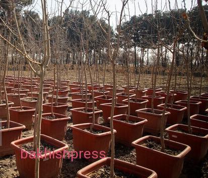آذربایجان‌شرقی دومین استان در اجرای طرح ملی کاشت یک‌میلیارد نهال