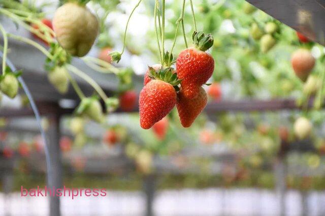 صرفه‌جویی ۳۰ میلیون مترمکعبی آب با توسعه کشت‌های کنترل‌شده
