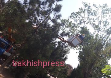 ایمن سازی درختان سطح حوزه با هرس شاخه های خشکیده