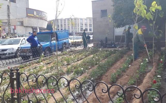 کاشت 1200 گل رز، در رفیوژ میانی راسته کوچه