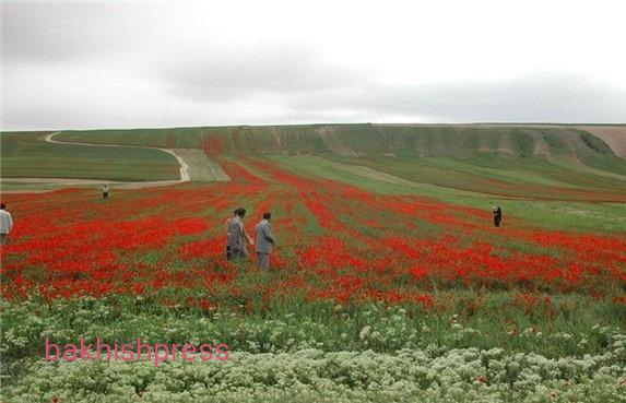 دشت گلفرج در منطقه آزاد ارس